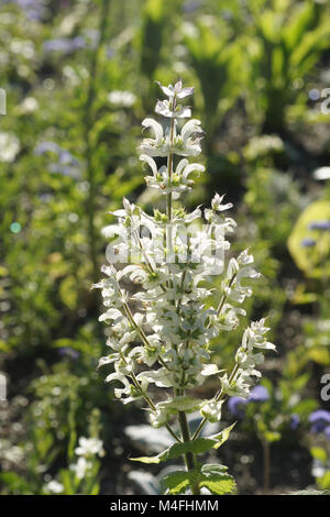 Muskatellersalbei Salvia sclarea, Stockfoto