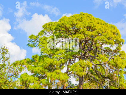 Friedlichen Bäume in Cedar Point Environmental Park in Florida Stockfoto