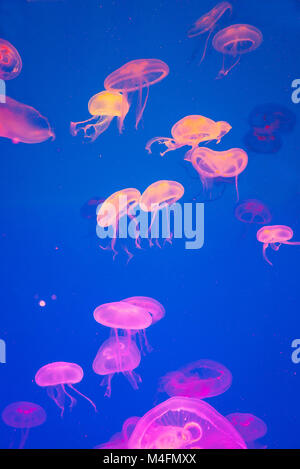 Kleine Quallen knstlich beleuchteten im Meerwasser-aquarium  Stockfotografie - Alamy