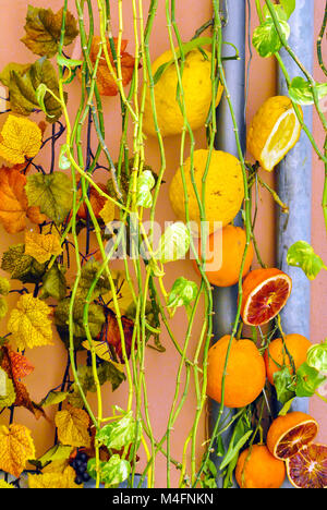 In Scheiben geschnittene Orangen und Zitronen hängend an der Wand Stockfoto