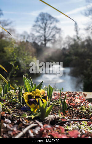 Shrewsbury, Großbritannien, 16. Februar 2018. Die Blüten sind Starten im und um den Steinbruch in Shrewsbury, Shropshire zu knallen. Die ersten Anzeichen, dass der Frühling ist auf dem Weg an einem schönen sonnigen Morgen im Westen Moidlands. Credit: Kelly Rann/Alamy leben Nachrichten Stockfoto