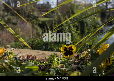 Shrewsbury, Großbritannien, 16. Februar 2018. Die Blüten sind Starten im und um den Steinbruch in Shrewsbury, Shropshire zu knallen. Die ersten Anzeichen, dass der Frühling ist auf dem Weg an einem schönen sonnigen Morgen im Westen Moidlands. Credit: Kelly Rann/Alamy leben Nachrichten Stockfoto