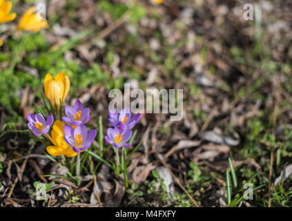 Shrewsbury, Großbritannien, 16. Februar 2018. Die Blüten sind Starten im und um den Steinbruch in Shrewsbury, Shropshire zu knallen. Die ersten Anzeichen, dass der Frühling ist auf dem Weg an einem schönen sonnigen Morgen im Westen Moidlands. Credit: Kelly Rann/Alamy leben Nachrichten Stockfoto