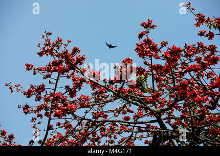 Dhaka, Bangladesch. 16. Februar, 2018. Bombax ceiba (lokaler Name Shimun Phul) ist ein führender, spring flower von Bangladesch. Es blüht im Frühjahr der Saison und es ist eine einzigartige Funktion von diesem Baum ist, dass es keine mehr Blätter während der Zeit der blühenden, Dhaka, Bangladesch. Credit: SK Hasan Ali/Alamy leben Nachrichten Stockfoto