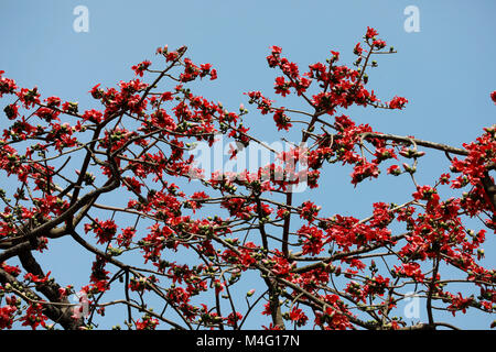 Dhaka, Bangladesch. 16. Februar, 2018. Bombax ceiba (lokaler Name Shimun Phul) ist ein führender, spring flower von Bangladesch. Es blüht im Frühjahr der Saison und es ist eine einzigartige Funktion von diesem Baum ist, dass es keine mehr Blätter während der Zeit der blühenden, Dhaka, Bangladesch. Credit: SK Hasan Ali/Alamy leben Nachrichten Stockfoto