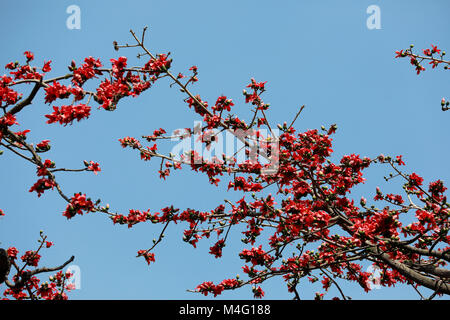 Dhaka, Bangladesch. 16. Februar, 2018. Bombax ceiba (lokaler Name Shimun Phul) ist ein führender, spring flower von Bangladesch. Es blüht im Frühjahr der Saison und es ist eine einzigartige Funktion von diesem Baum ist, dass es keine mehr Blätter während der Zeit der blühenden, Dhaka, Bangladesch. Credit: SK Hasan Ali/Alamy leben Nachrichten Stockfoto