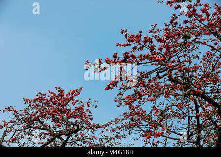 Dhaka, Bangladesch. 16. Februar, 2018. Bombax ceiba (lokaler Name Shimun Phul) ist ein führender, spring flower von Bangladesch. Es blüht im Frühjahr der Saison und es ist eine einzigartige Funktion von diesem Baum ist, dass es keine mehr Blätter während der Zeit der blühenden, Dhaka, Bangladesch. Credit: SK Hasan Ali/Alamy leben Nachrichten Stockfoto