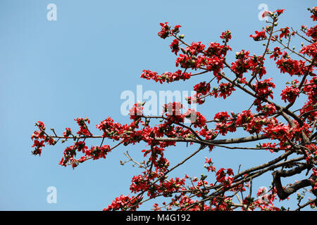 Dhaka, Bangladesch. 16. Februar, 2018. Bombax ceiba (lokaler Name Shimun Phul) ist ein führender, spring flower von Bangladesch. Es blüht im Frühjahr der Saison und es ist eine einzigartige Funktion von diesem Baum ist, dass es keine mehr Blätter während der Zeit der blühenden, Dhaka, Bangladesch. Credit: SK Hasan Ali/Alamy leben Nachrichten Stockfoto