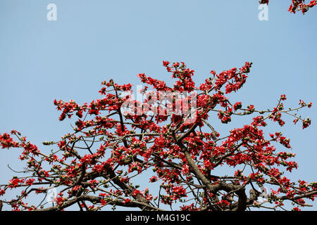 Dhaka, Bangladesch. 16. Februar, 2018. Bombax ceiba (lokaler Name Shimun Phul) ist ein führender, spring flower von Bangladesch. Es blüht im Frühjahr der Saison und es ist eine einzigartige Funktion von diesem Baum ist, dass es keine mehr Blätter während der Zeit der blühenden, Dhaka, Bangladesch. Credit: SK Hasan Ali/Alamy leben Nachrichten Stockfoto