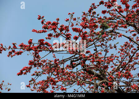 Dhaka, Bangladesch. 16. Februar, 2018. Bombax ceiba (lokaler Name Shimun Phul) ist ein führender, spring flower von Bangladesch. Es blüht im Frühjahr der Saison und es ist eine einzigartige Funktion von diesem Baum ist, dass es keine mehr Blätter während der Zeit der blühenden, Dhaka, Bangladesch. Credit: SK Hasan Ali/Alamy leben Nachrichten Stockfoto