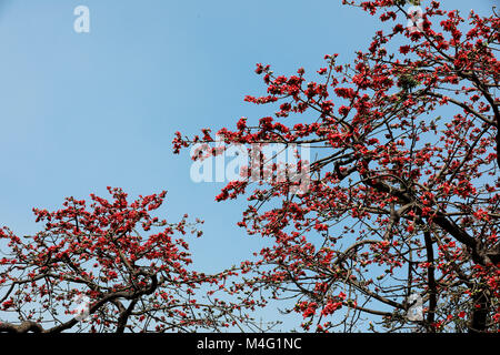 Dhaka, Bangladesch. 16. Februar, 2018. Bombax ceiba (lokaler Name Shimun Phul) ist ein führender, spring flower von Bangladesch. Es blüht im Frühjahr der Saison und es ist eine einzigartige Funktion von diesem Baum ist, dass es keine mehr Blätter während der Zeit der blühenden, Dhaka, Bangladesch. Credit: SK Hasan Ali/Alamy leben Nachrichten Stockfoto