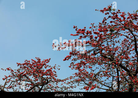 Dhaka, Bangladesch. 16. Februar, 2018. Bombax ceiba (lokaler Name Shimun Phul) ist ein führender, spring flower von Bangladesch. Es blüht im Frühjahr der Saison und es ist eine einzigartige Funktion von diesem Baum ist, dass es keine mehr Blätter während der Zeit der blühenden, Dhaka, Bangladesch. Credit: SK Hasan Ali/Alamy leben Nachrichten Stockfoto