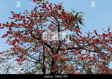 Dhaka, Bangladesch. 16. Februar, 2018. Bombax ceiba (lokaler Name Shimun Phul) ist ein führender, spring flower von Bangladesch. Es blüht im Frühjahr der Saison und es ist eine einzigartige Funktion von diesem Baum ist, dass es keine mehr Blätter während der Zeit der blühenden, Dhaka, Bangladesch. Credit: SK Hasan Ali/Alamy leben Nachrichten Stockfoto