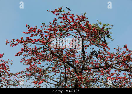 Dhaka, Bangladesch. 16. Februar, 2018. Bombax ceiba (lokaler Name Shimun Phul) ist ein führender, spring flower von Bangladesch. Es blüht im Frühjahr der Saison und es ist eine einzigartige Funktion von diesem Baum ist, dass es keine mehr Blätter während der Zeit der blühenden, Dhaka, Bangladesch. Credit: SK Hasan Ali/Alamy leben Nachrichten Stockfoto