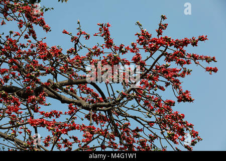 Dhaka, Bangladesch. 16. Februar, 2018. Bombax ceiba (lokaler Name Shimun Phul) ist ein führender, spring flower von Bangladesch. Es blüht im Frühjahr der Saison und es ist eine einzigartige Funktion von diesem Baum ist, dass es keine mehr Blätter während der Zeit der blühenden, Dhaka, Bangladesch. Credit: SK Hasan Ali/Alamy leben Nachrichten Stockfoto