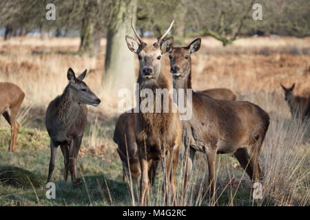 Richmond Park, SW London, UK. 16. Februar 2018. Red Deer auf dem Blick heraus, am Tag South West London ist ein herrlicher Winter. Credit: Julia Gavin/Alamy leben Nachrichten Stockfoto