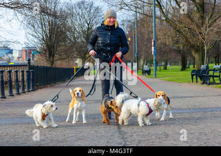Glasgow, Schottland, Großbritannien. 16. Februar, 2018. UK Wetter. Dog Walker genießen Sie den kalten, trockenen Nachmittag in Glasgow. Credit: Skully/Alamy leben Nachrichten Stockfoto