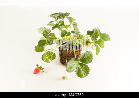 Erdbeere Pflanze mit Wurzeln und Boden auf weißem Hintergrund Stockfoto