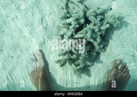 Spaziergang im Wasser mit Korallen und bunte Fische, Ari Atoll, Malediven Stockfoto