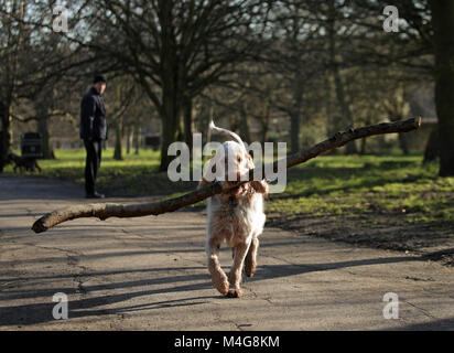 Massimo, fünf und ein halbes Jahr alten italienischen Spinone, mit einem grossen Stock bei seinem Spaziergang im Regent's Park, London, am ersten Tag des Jahr des Hundes im chinesischen Tierkreis. Stockfoto