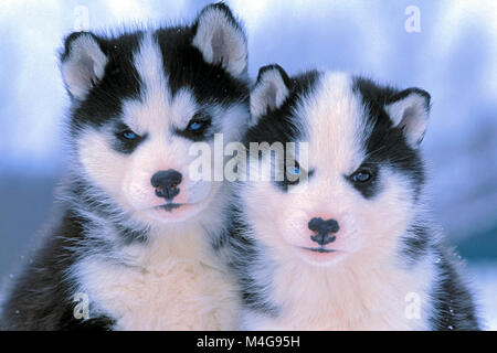 Zwei sibirische Husky Welpen im Alter von sechs Wochen, zusammen, Portrait Stockfoto