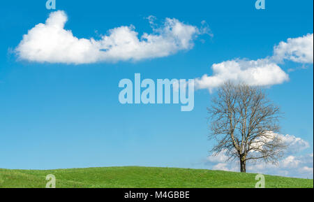 Big Tree auf dem Grünen Hügel, blauer Himmel und weiße Wolken Stockfoto