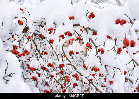 Weißdorn-Beeren in den Schnee im Winter Stockfoto