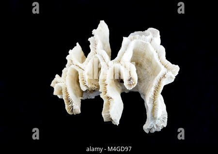 Coral isoliert auf schwarzem Hintergrund Stockfoto
