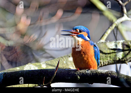 Eisvogel (Alcedo Atthis) Kent (lose Village, in der Nähe von Maidstone) UK. Januar