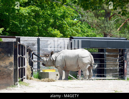 Männliche grössere - gehörnte Rhino im Gehäuse Einrichtungen eines Zoo Stockfoto