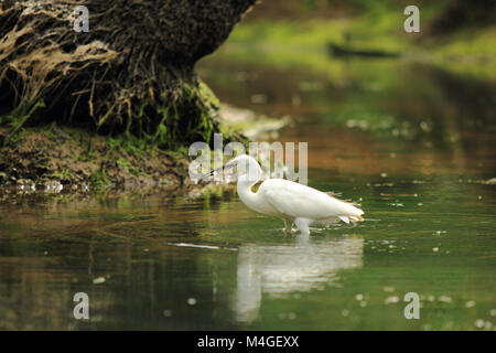 Kuhreiher aus Kerala, Indien Stockfoto