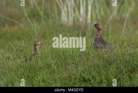 Männliche und Weibliche - Moorschneehuhn Lagopus lagopus Scotica. Stockfoto