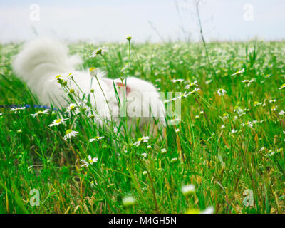 Weiße Katze in Blumen Katze in der Blumen Russland Stockfoto