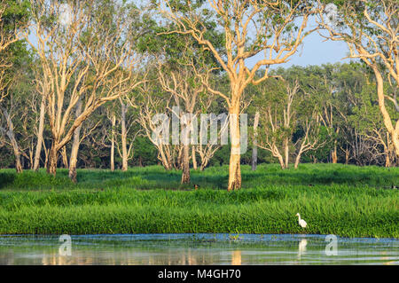 Yellow Water Billabong im Herzen des Kakadu National Park bietet eine bemerkenswerte Reise durch die Feuchtgebiete der Region, mit seiner reichen Tierwelt, dramatisch. Stockfoto