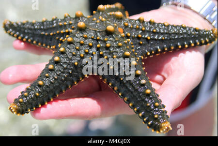 Gelb-genoppten Seestern gefunden auf Zanzibar Beach, Sansibar, Tansania Stockfoto