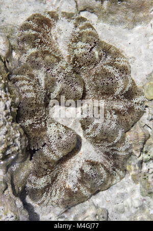 Teppich-Anemone in Tidepool, Sansibar, Tansania Stockfoto