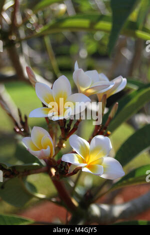 Frangipani, Plumeria Blumen, Sansibar, Tansania Stockfoto