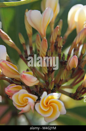 Frangipani, Plumeria Blumen, Sansibar, Tansania Stockfoto