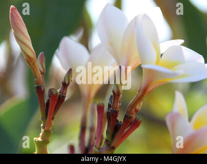 Frangipani, Plumeria Blumen, Sansibar, Tansania Stockfoto