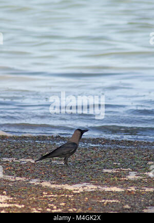Haus-Krähe am Strand, Corvus Splendens, Kiwengwa Strand, Sansibar, Tansania Stockfoto