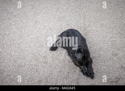 Berner Sennenhund im Hof sitzen Stockfoto