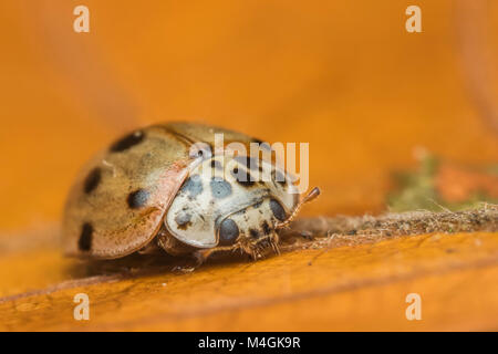 10-spot Ladybird (Adalia decempunctata) in Ruhe auf ein gefallenes Blatt. Tipperary, Irland. Stockfoto