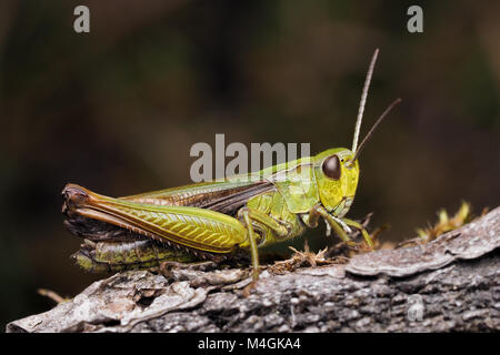 Gemeinsame Grüne Heuschrecke (Omocestus viridulus) ruht auf einem Zweig. Tipperary, Irland. Stockfoto