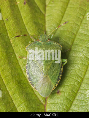 Frisch gehäutet nach gemeinsamen Green Shieldbug (Palomena prasina) in Ruhe auf einem dornbusch Blatt. Tipperary, Irland. Stockfoto