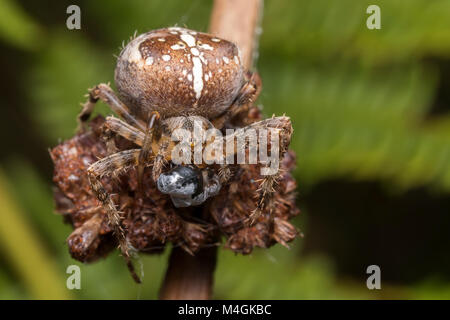 Gartenkreuzspinne (Araneus diadematus) auf eine Pflanze, um seine Beute thront. Tipperary, Irland. Stockfoto