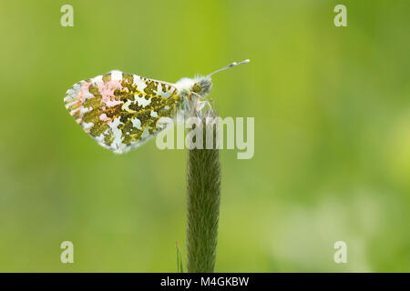 Orange Tip Schmetterling männlich (Anthocharis cardamines) mit geschlossenen Flügeln und thront auf einem Gras stammen. Tipperary, Irland. Stockfoto