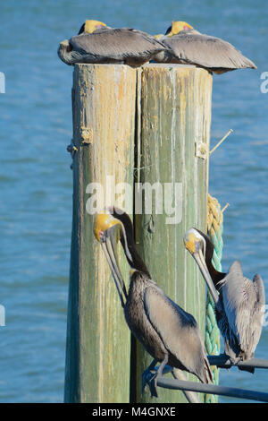 Braune Pelikane (Pelecanus Occidentalis) Stockfoto
