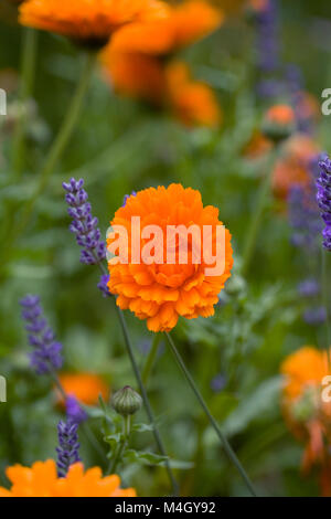 Calendula officinalis und Lavandula Blumen. Englisch Ringelblumen und Lavendel. Stockfoto