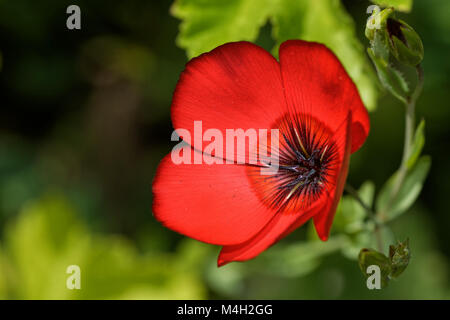 roter Lein Stockfoto