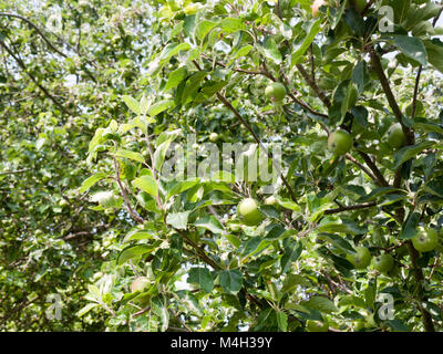 Apple Baum draußen im Garten Stockfoto